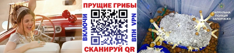 что такое   Галич  Псилоцибиновые грибы прущие грибы 